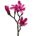Floristik24 Magnoliatak 45cm 3st
