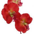 Floristik24 Decoratie orchidee rood 68cm