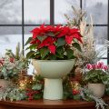 Schaal met standaard voor planten, decoratieve schaal, 25 cm | Floristik24.nl